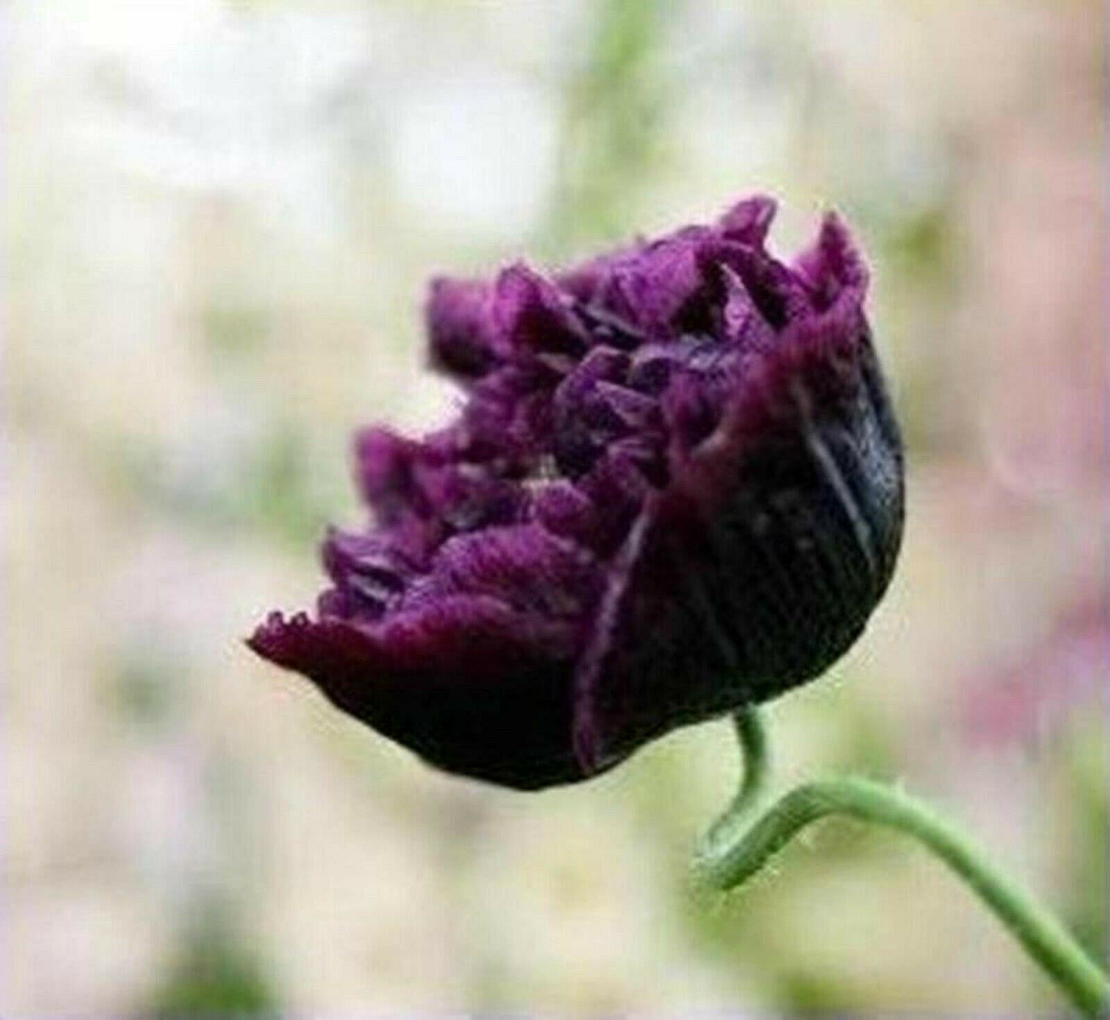 Black Peony Poppy Beautiful Flowers - 25 Seeds- Indescribably Pu